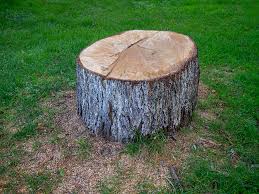 Reliable Vidalia, GA Tree Care Solutions