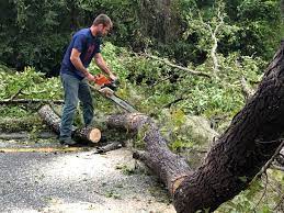 How Our Tree Care Process Works  in  Vidalia, GA