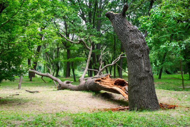 Best Fruit Tree Pruning  in Vidalia, GA