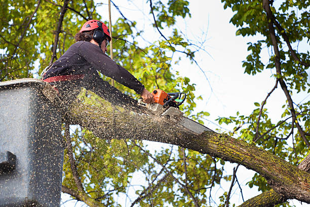 Pest Control for Lawns in Vidalia, GA