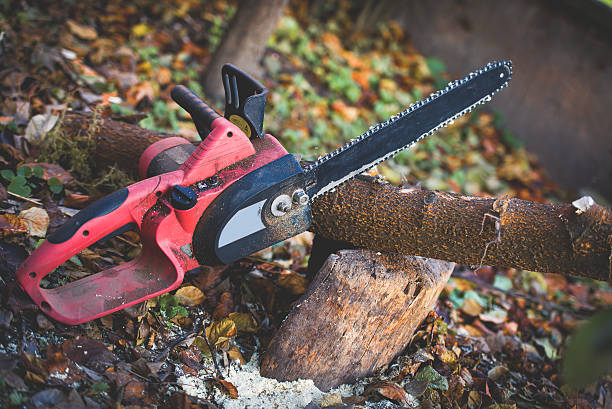 Best Root Management and Removal  in Vidalia, GA